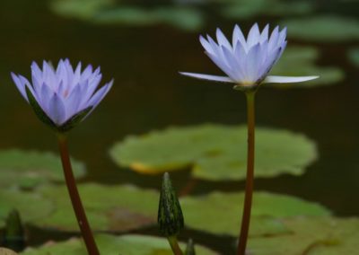 flower1