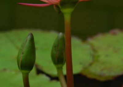 flower2