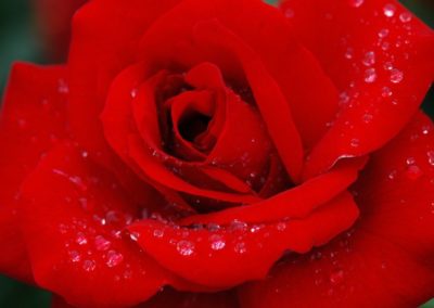 flower3