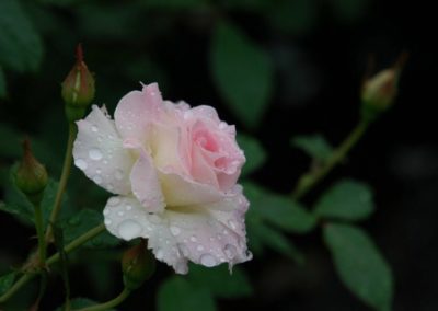 flower4