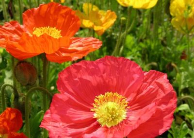 flower5