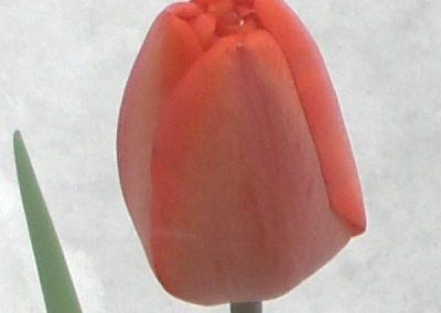 hpim0246